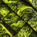 Cream Cheese Brownies Recipe 1764170044.3742552